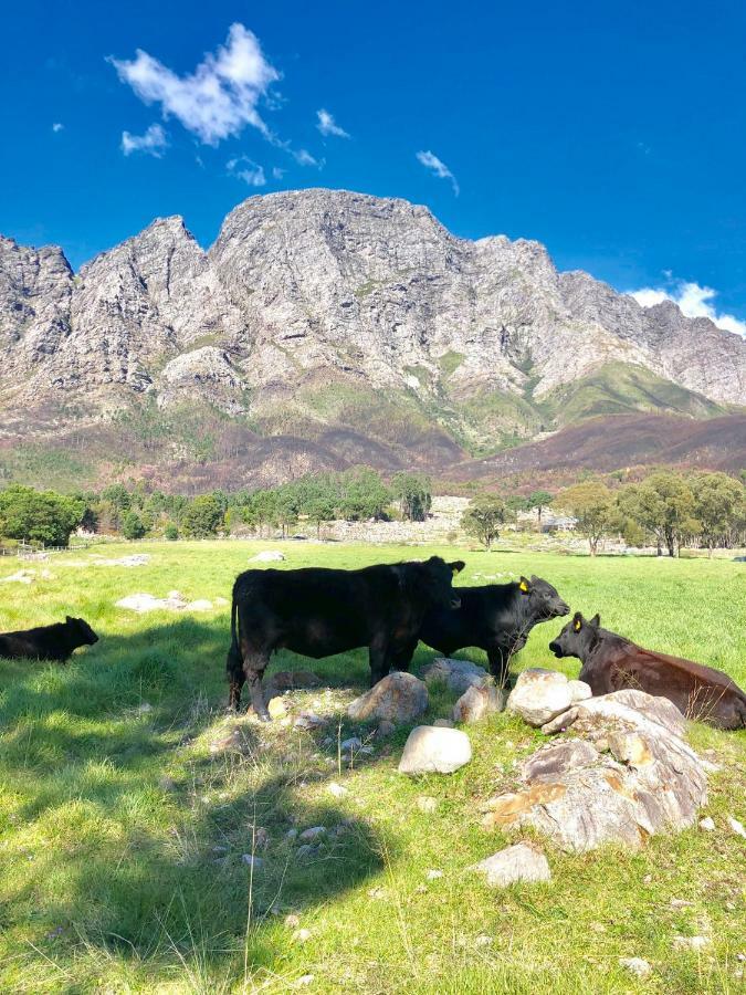 The Barn In Franschoek Pensionat Franschhoek Exteriör bild